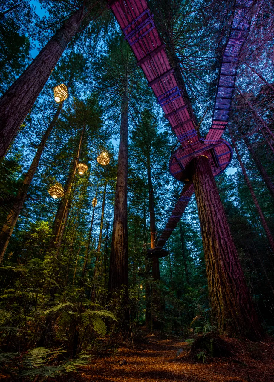 Redwoods Forest - Rotorua