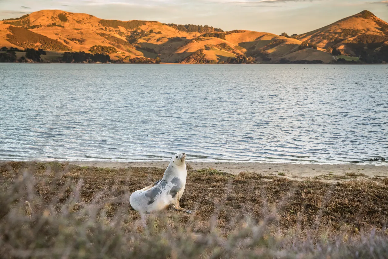 Dunedin, Otago