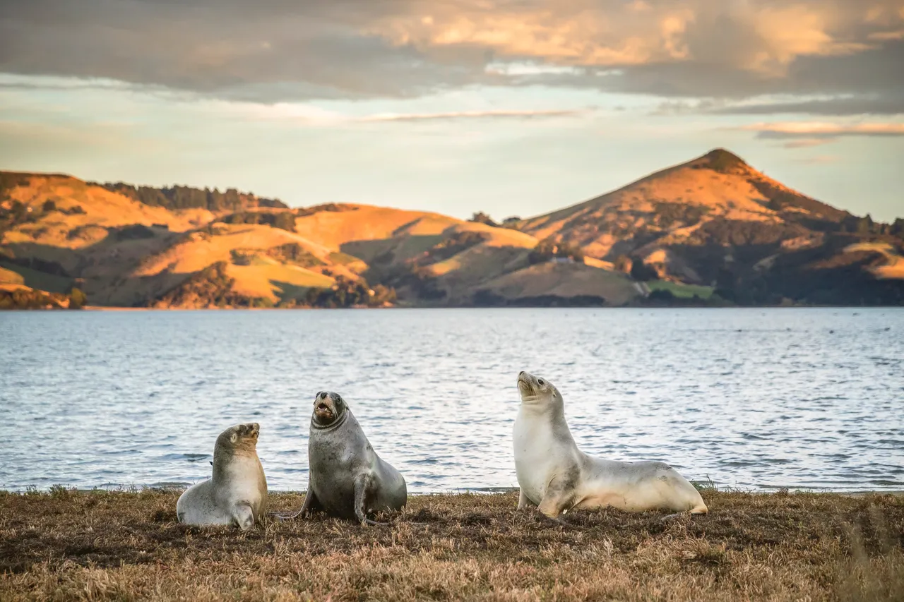 Dunedin, Otago