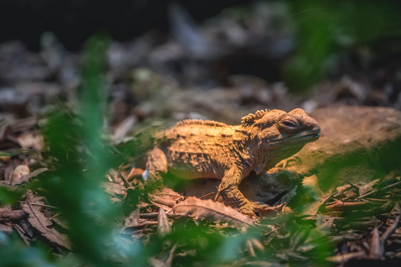 Pūkaha National Wildlife Centre - Wairarapa