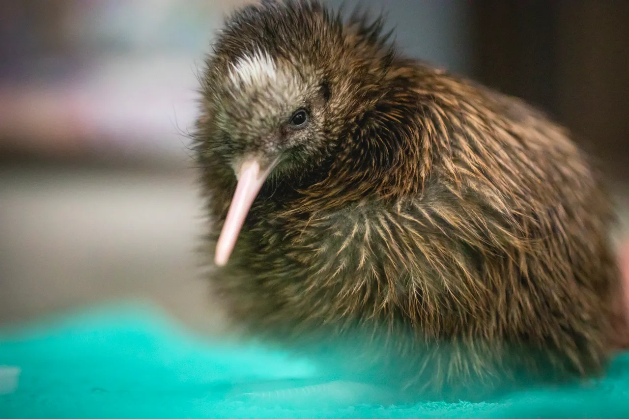 Pūkaha National Wildlife Centre - Wairarapa