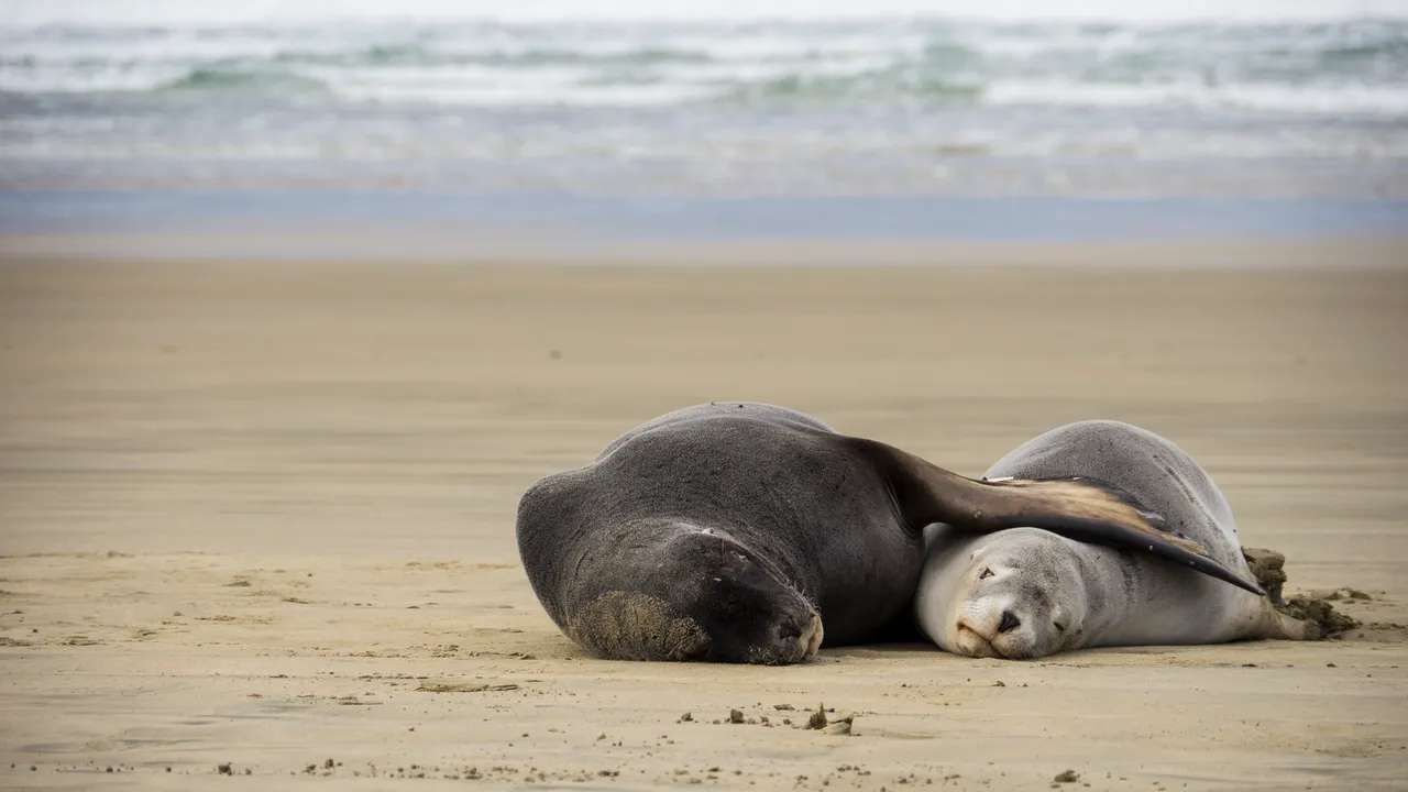 Dunedin, Otago
