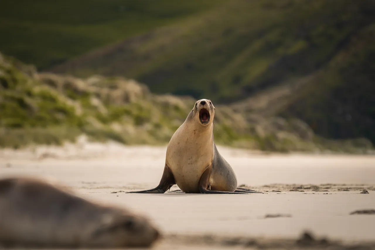 Dunedin, Otago