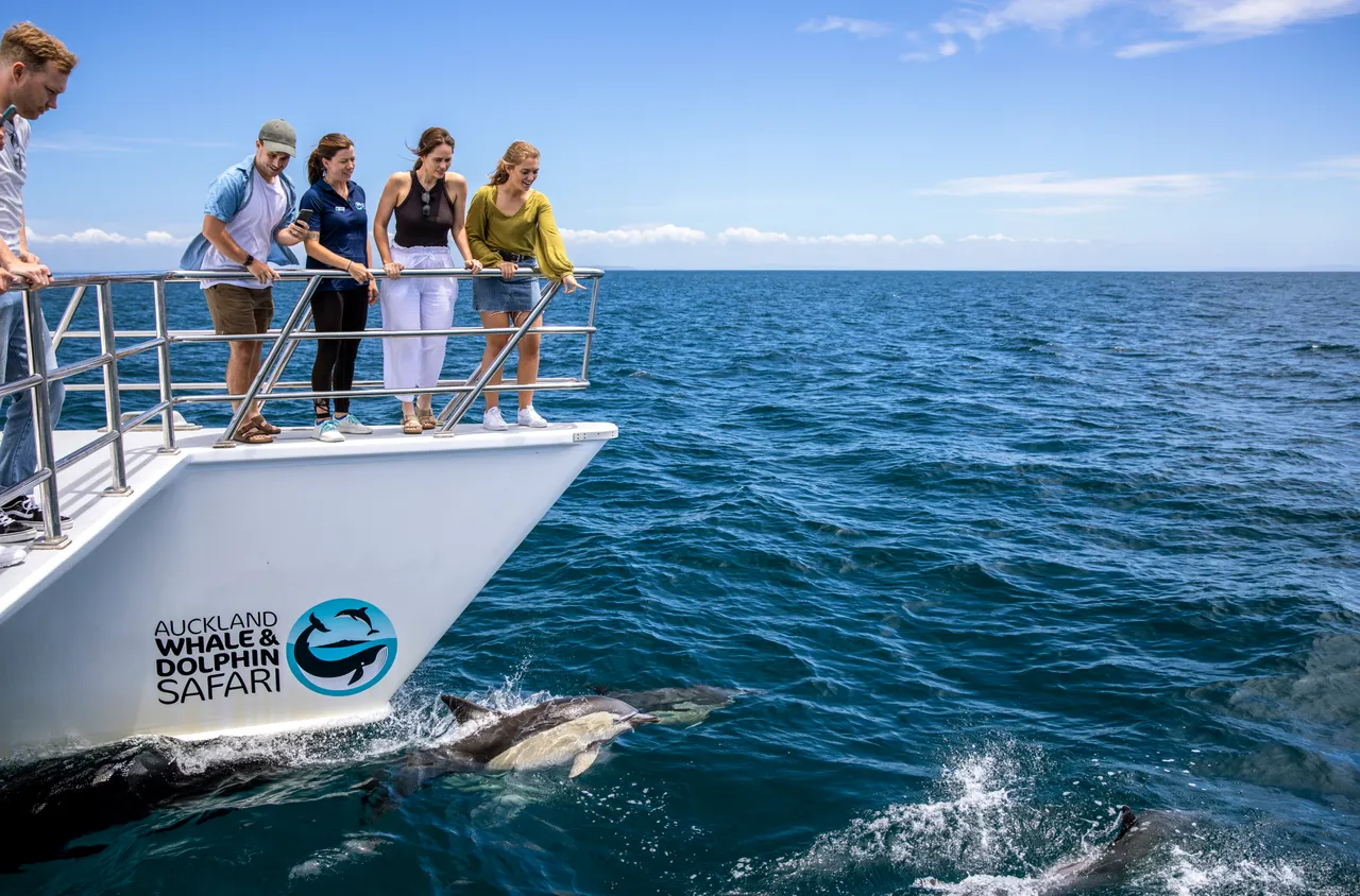 Hauraki Gulf - Auckland