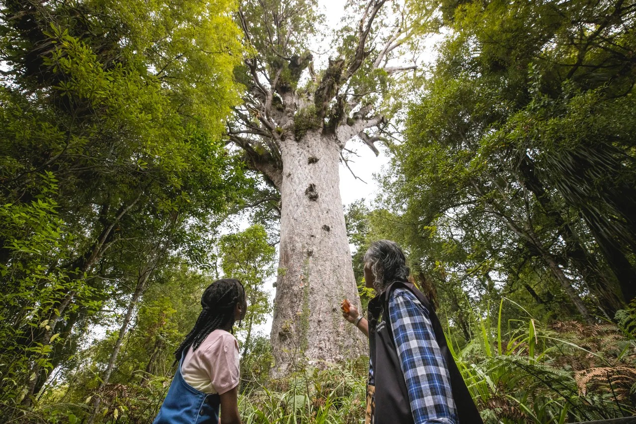 Waipoua Forest, Northland