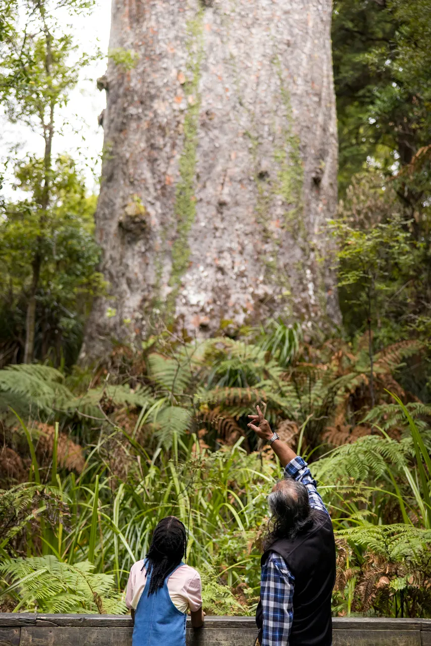 Waipoua Forest, Northland