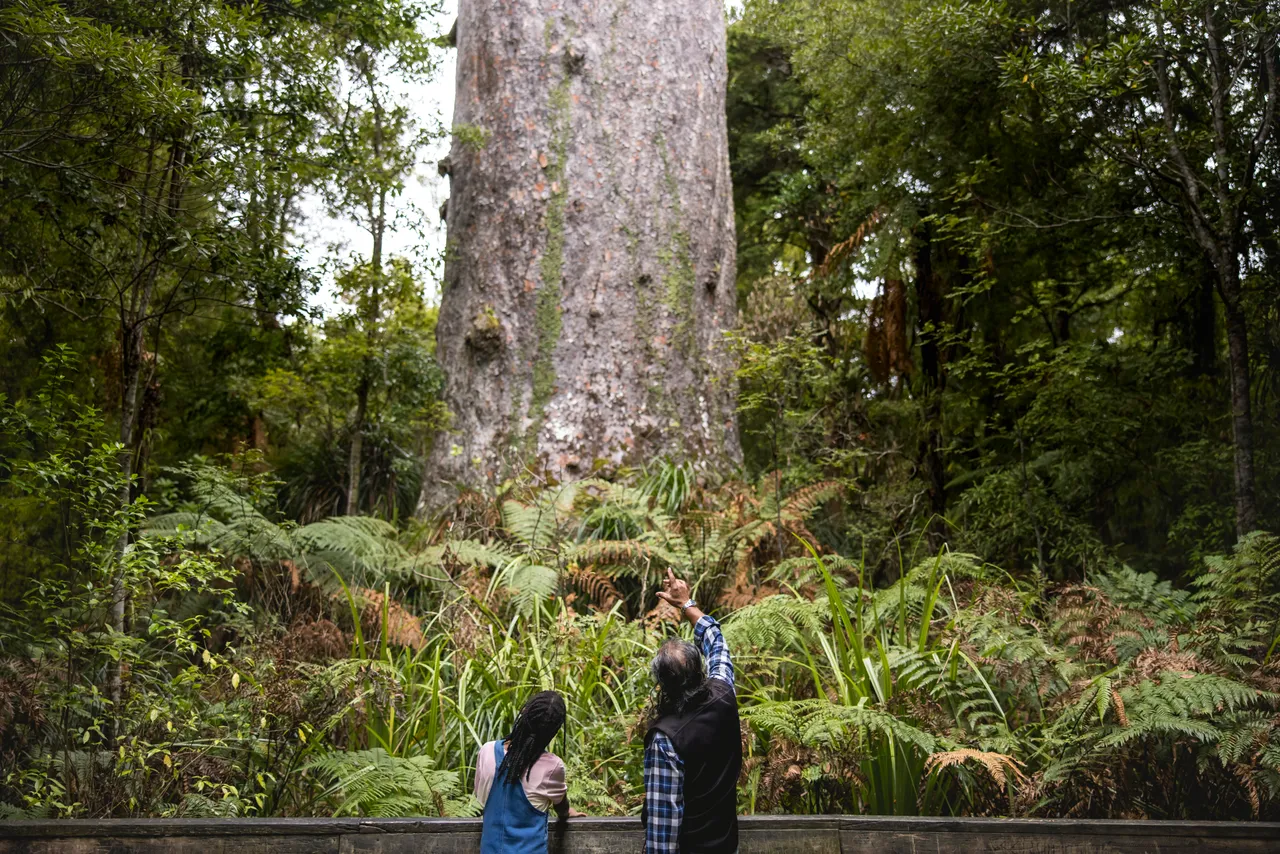 Waipoua Forest, Northland