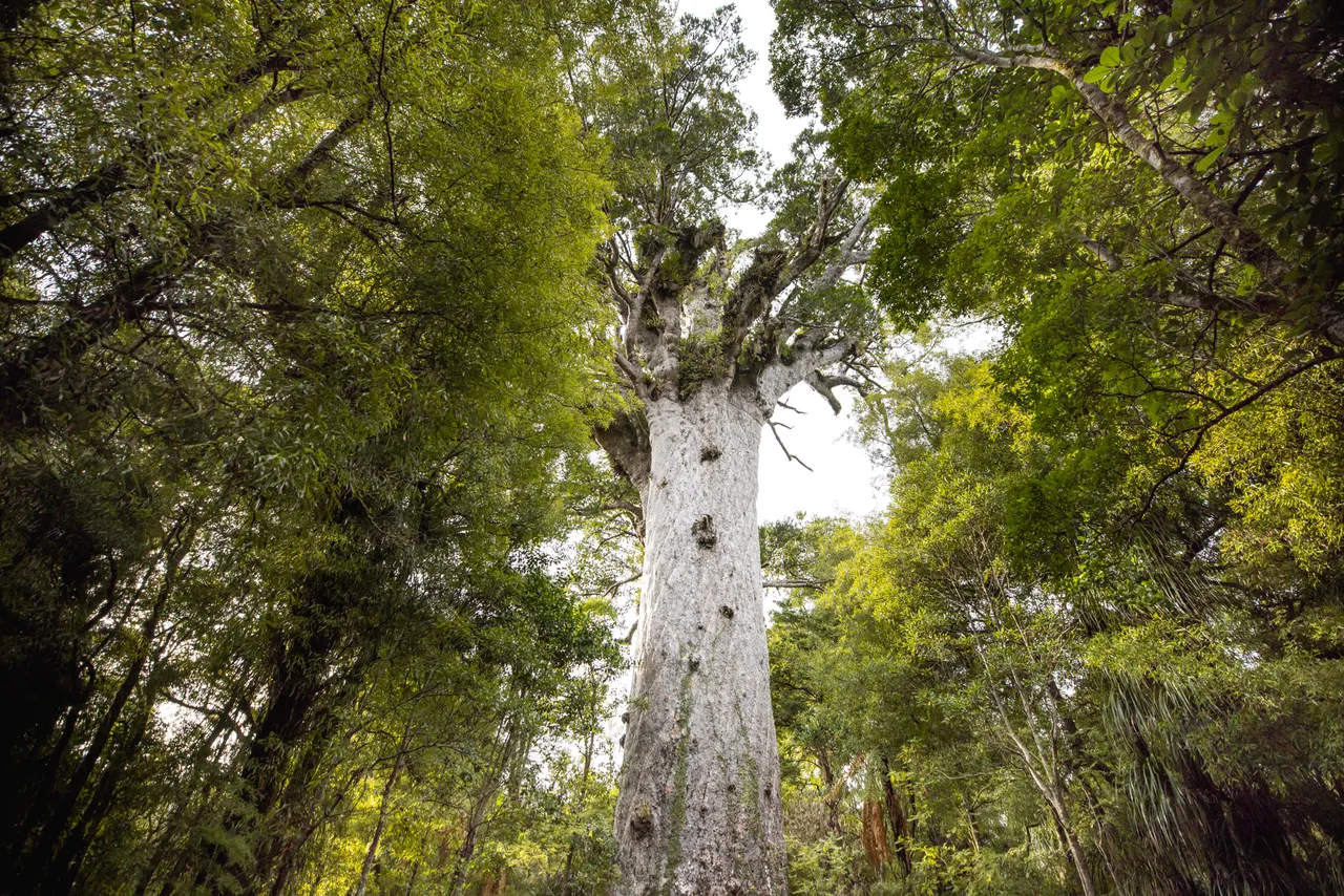 Waipoua Forest, Northland