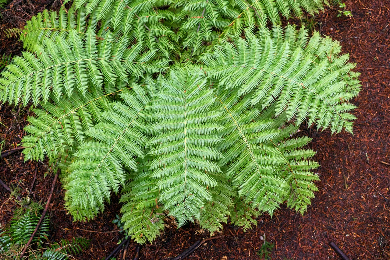 Rotorua, Bay of Plenty