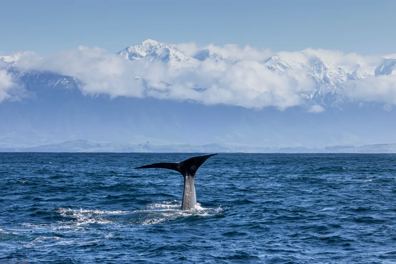 Kaikōura, Canterbury