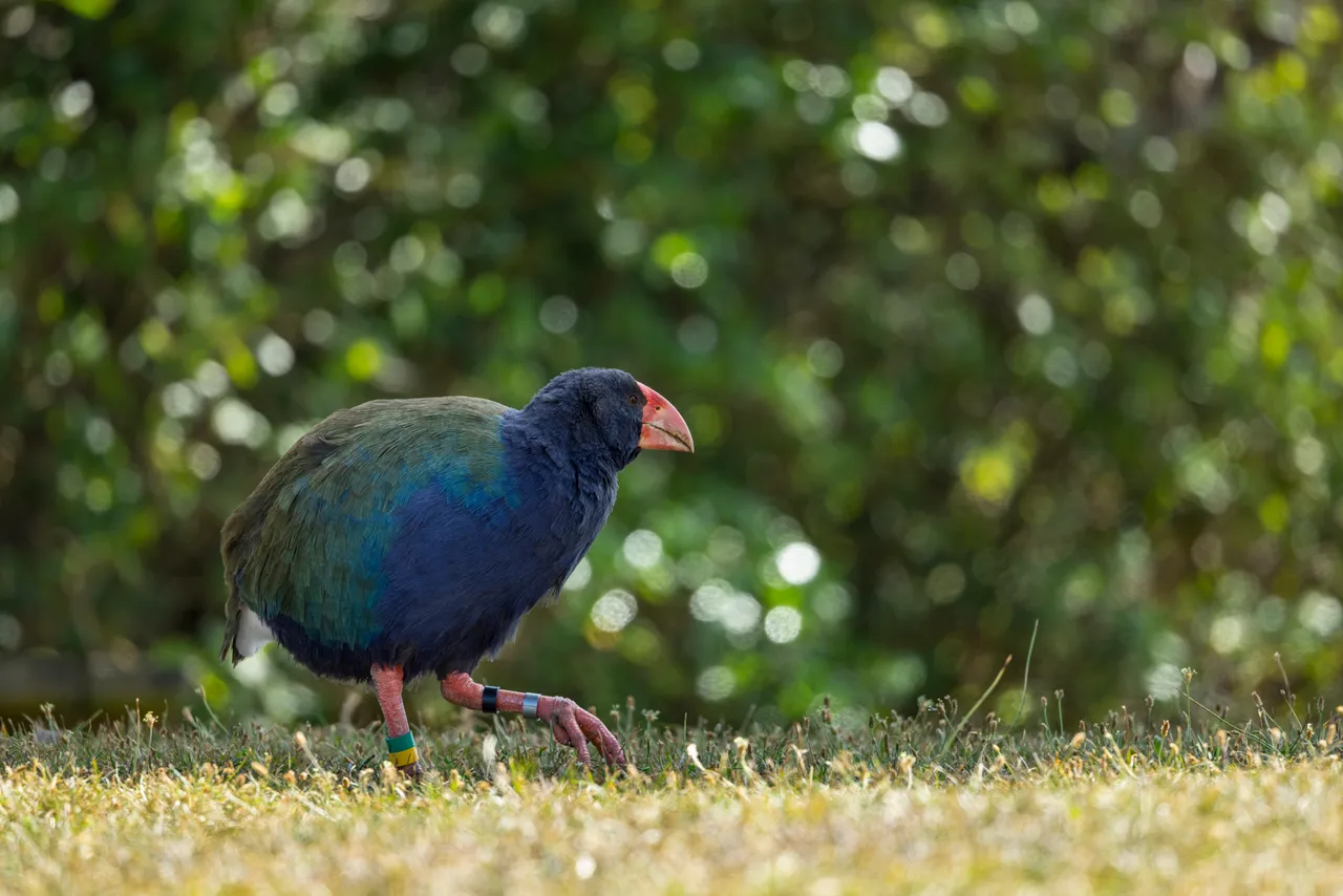 Tiritiri Matangi Island, Auckland