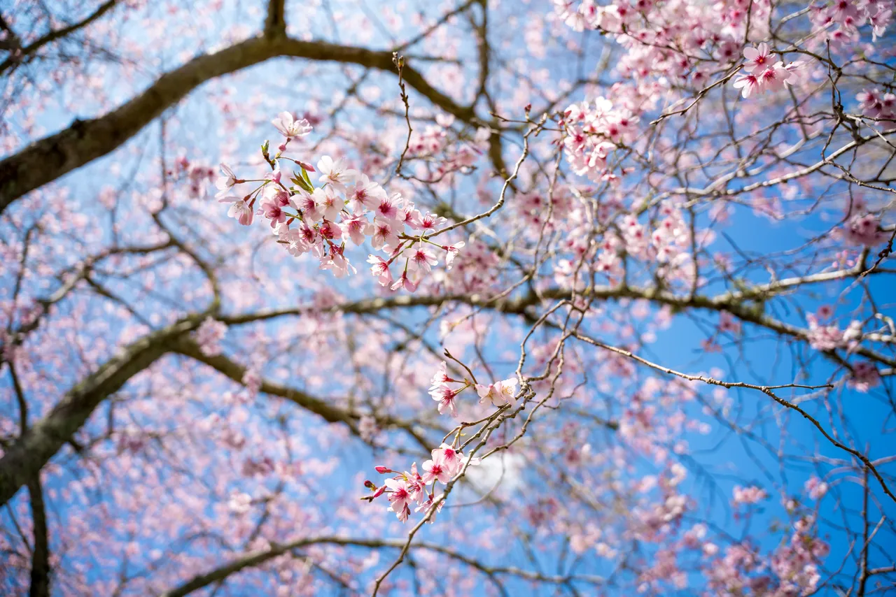 Cherry blossoms in Cornwall Park, Auckland