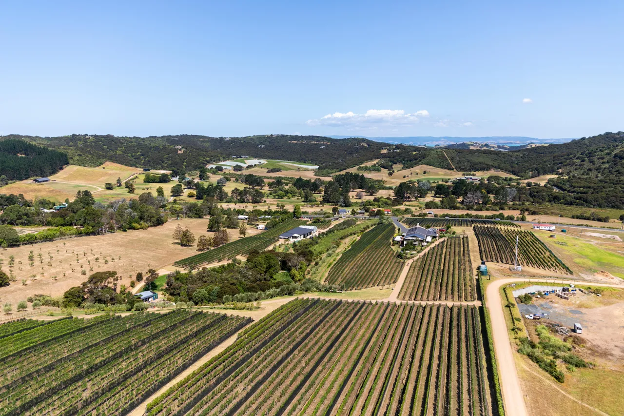 Waiheke Island Vineyard from above