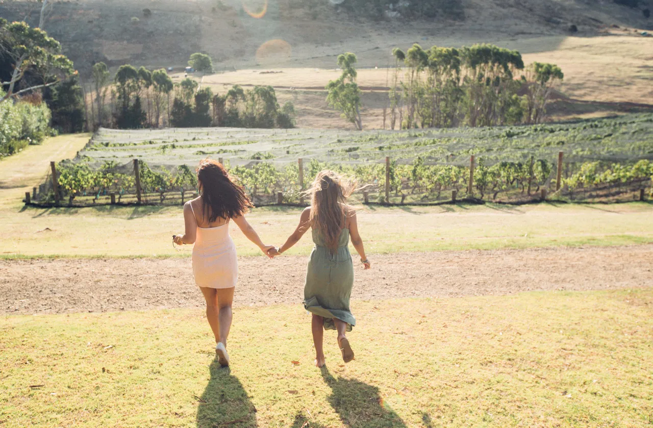 Vines at Stonyridge Vineyard, Waiheke Island