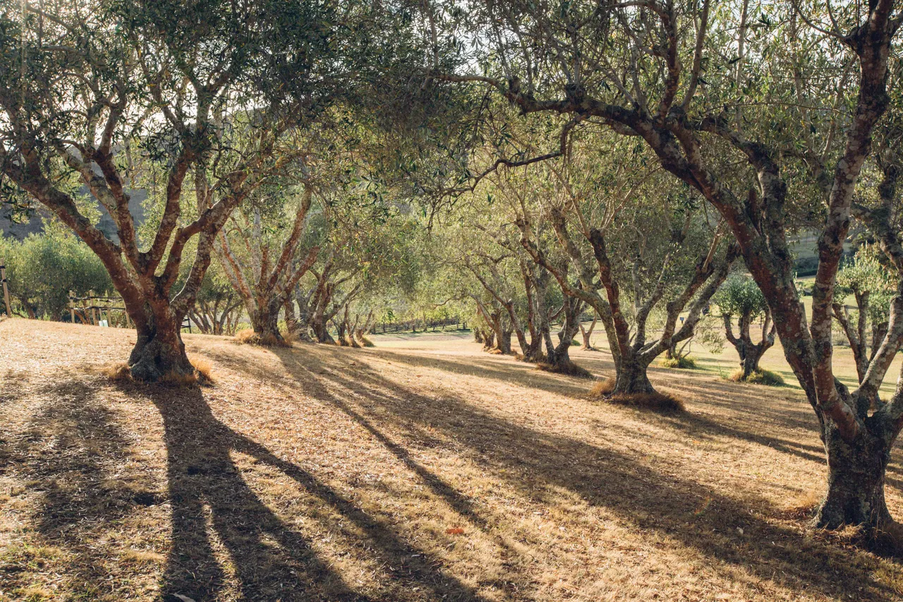 Olive grove at Stonyridge Vineyard