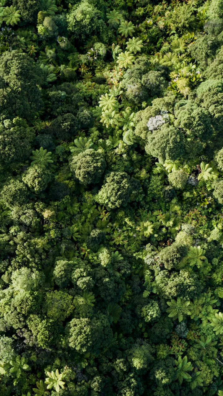 Auckland Brand Library - Aerial view of native bush, Waitakere Ranges
