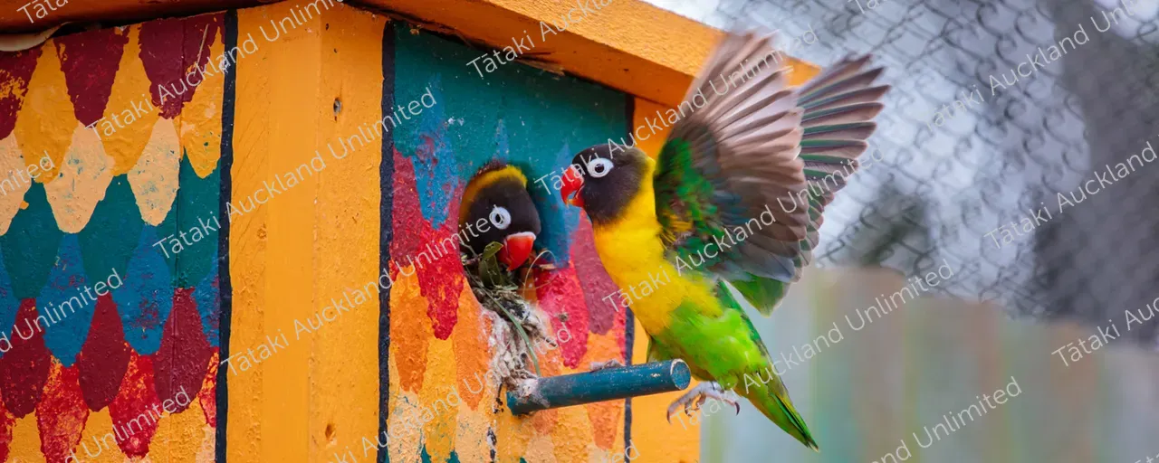 Auckland_Zoo_Te Pō Hono_Valentines Late_Hero