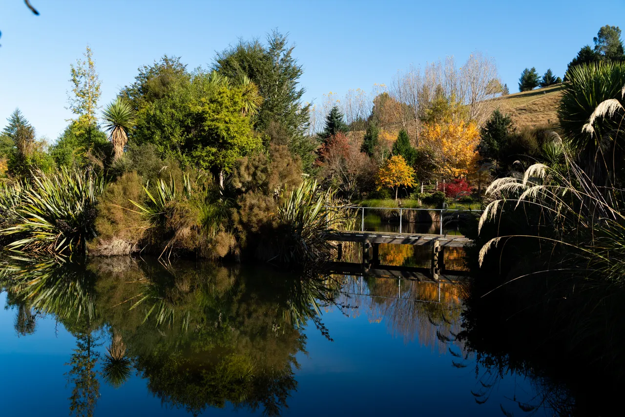 Pond and trees and bridge