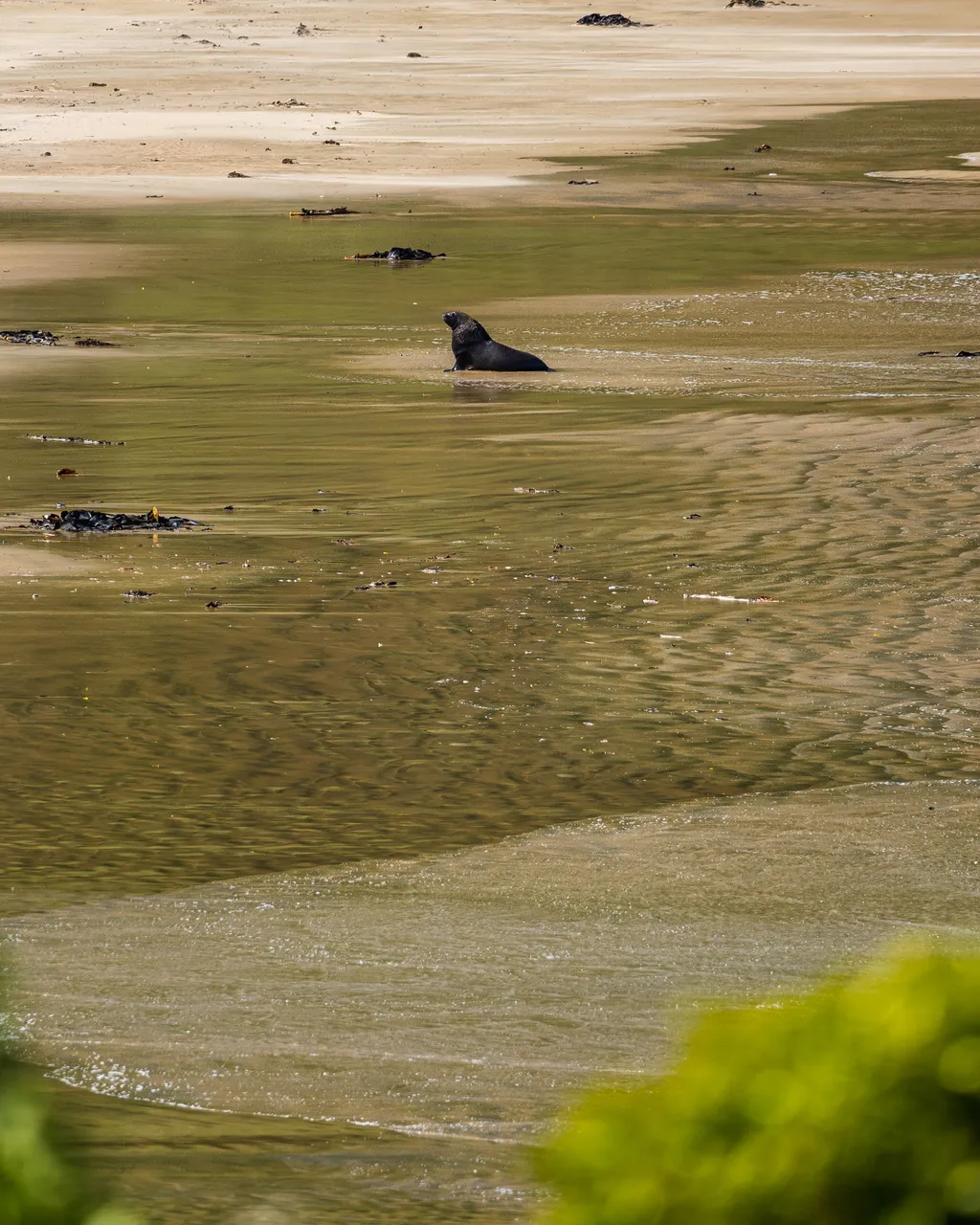 Sea lion on the beach