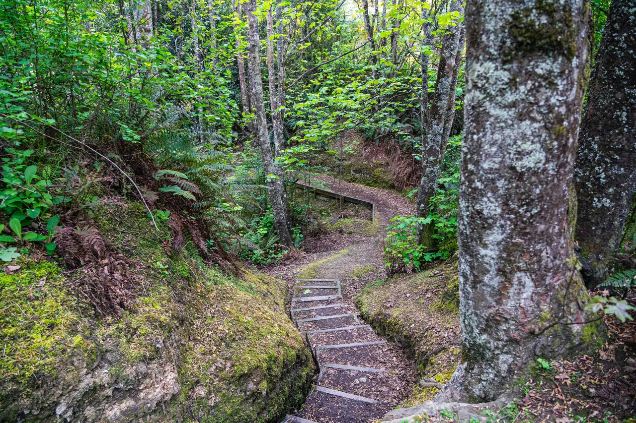 Walking track in the bush