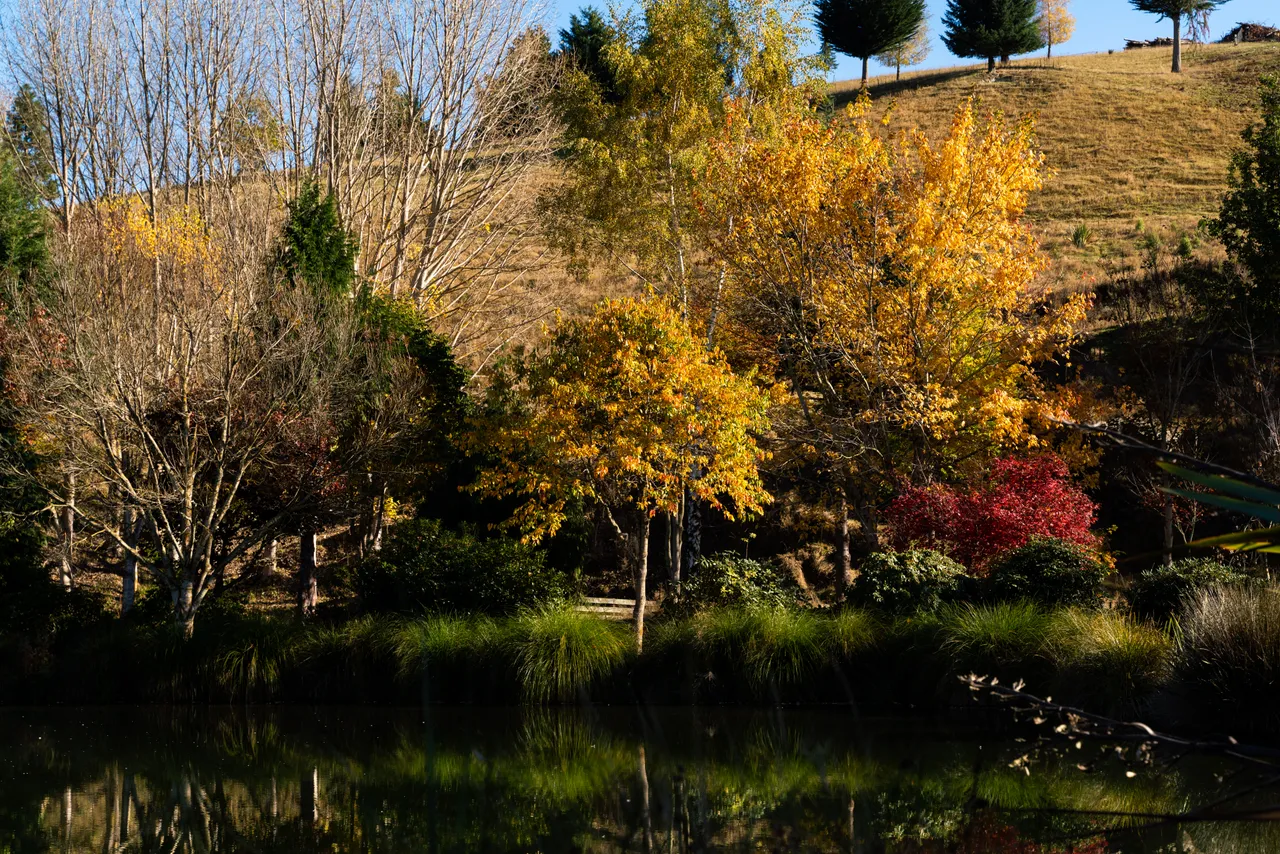 Pond and trees