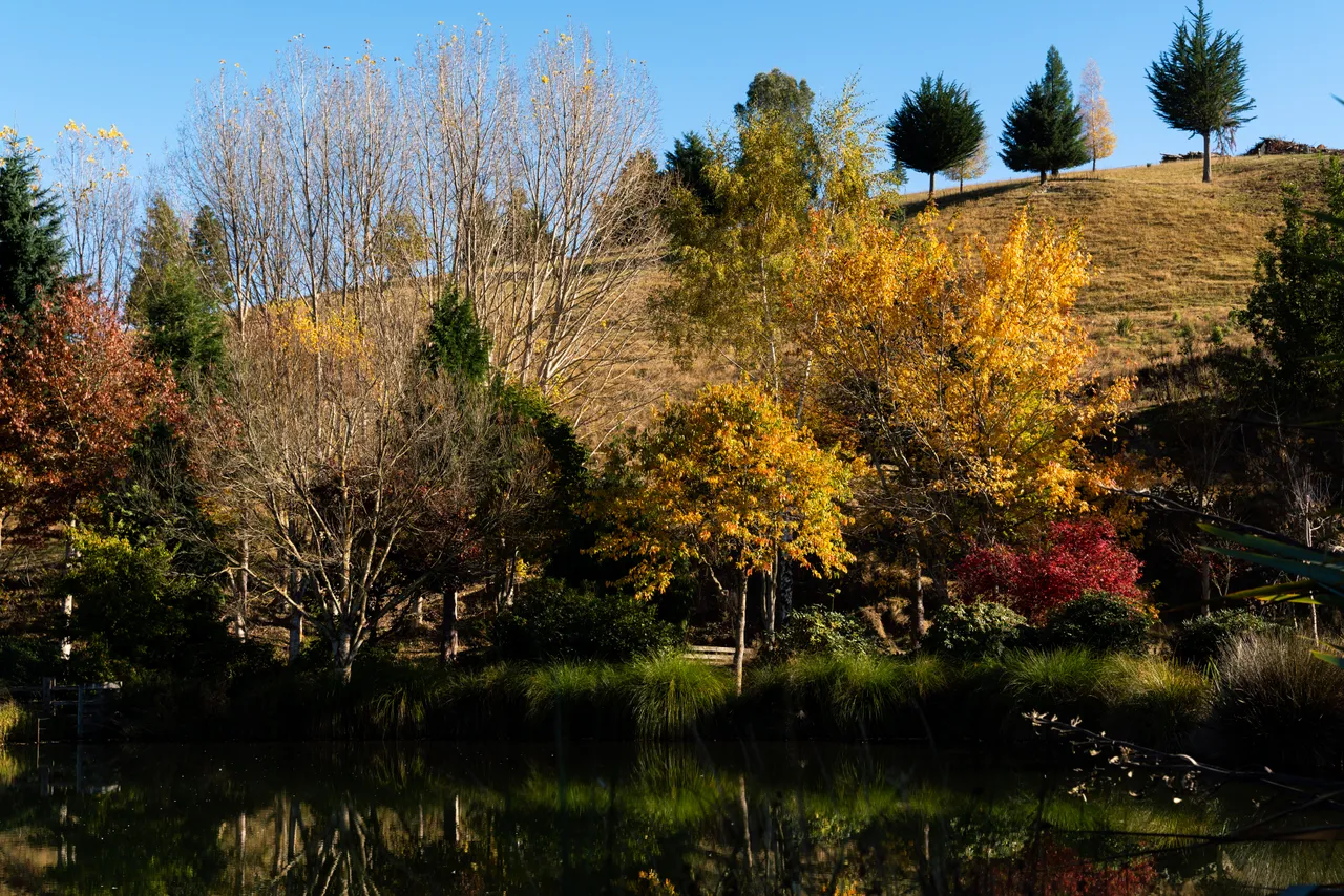 Pond and trees