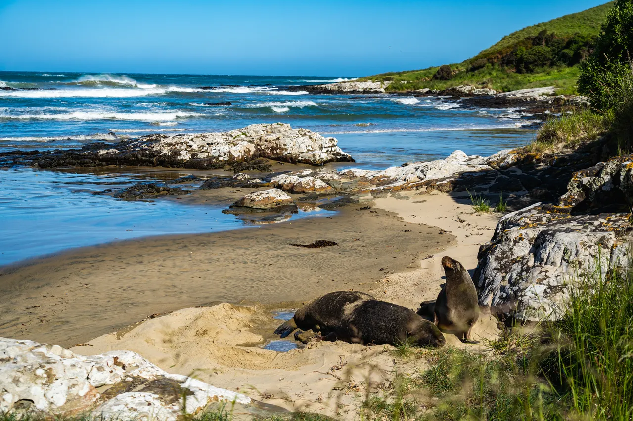 Sea lions on the beach