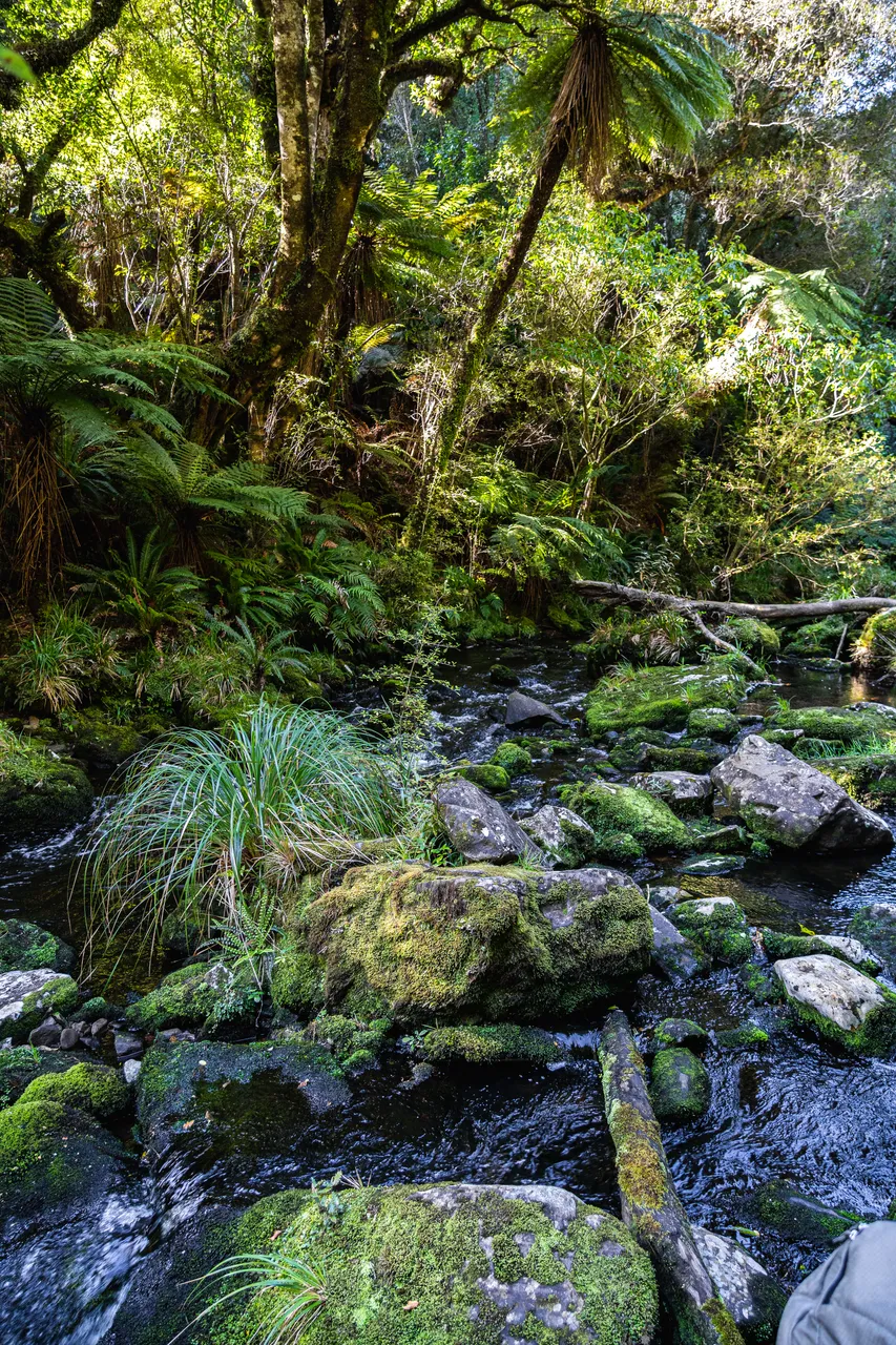 Creek in the bush