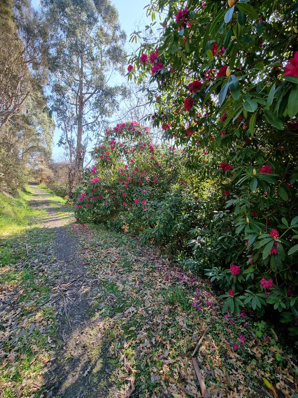 Blair Athol Walkway (10)