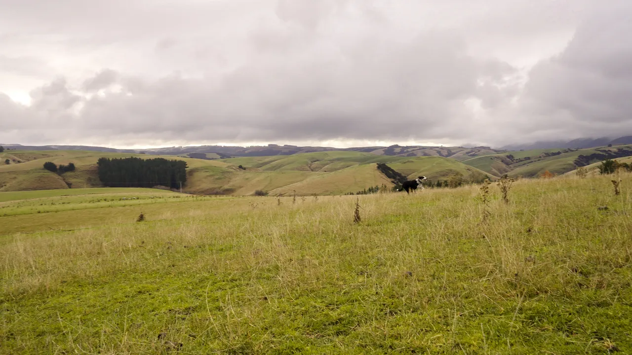 0624-Clutha-Sarahs-Farm-46