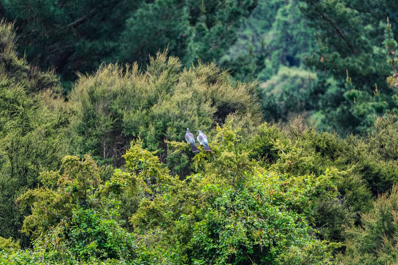 Group of kereru in a tree