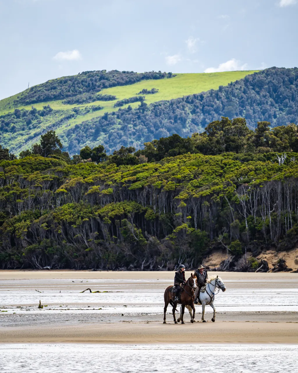 Horses on the beach by the sea