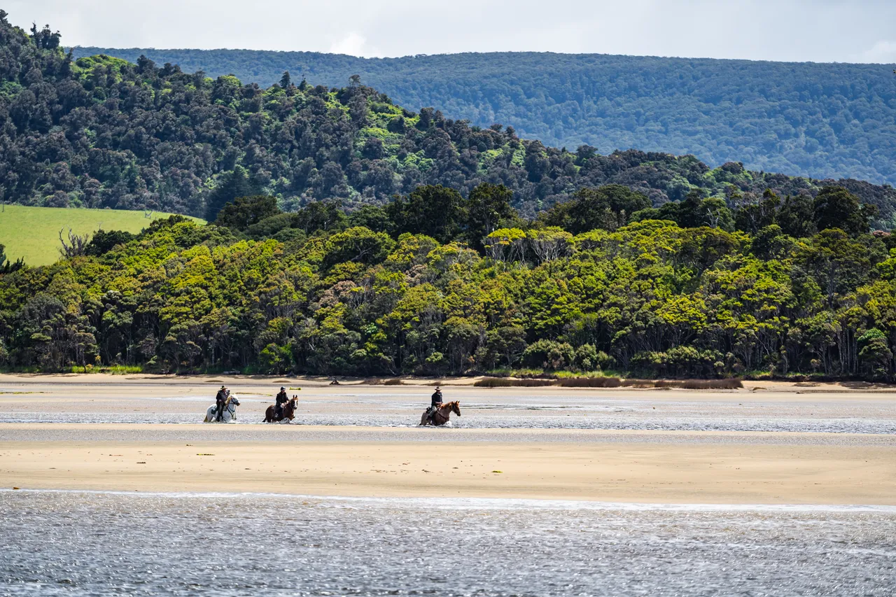 Horses on the beach by the sea