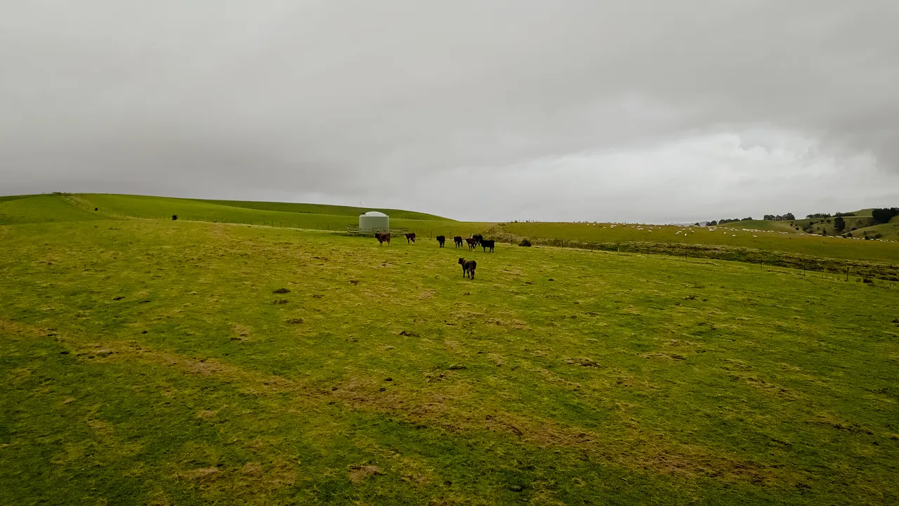 0624-Clutha-Sarahs-Farm-63