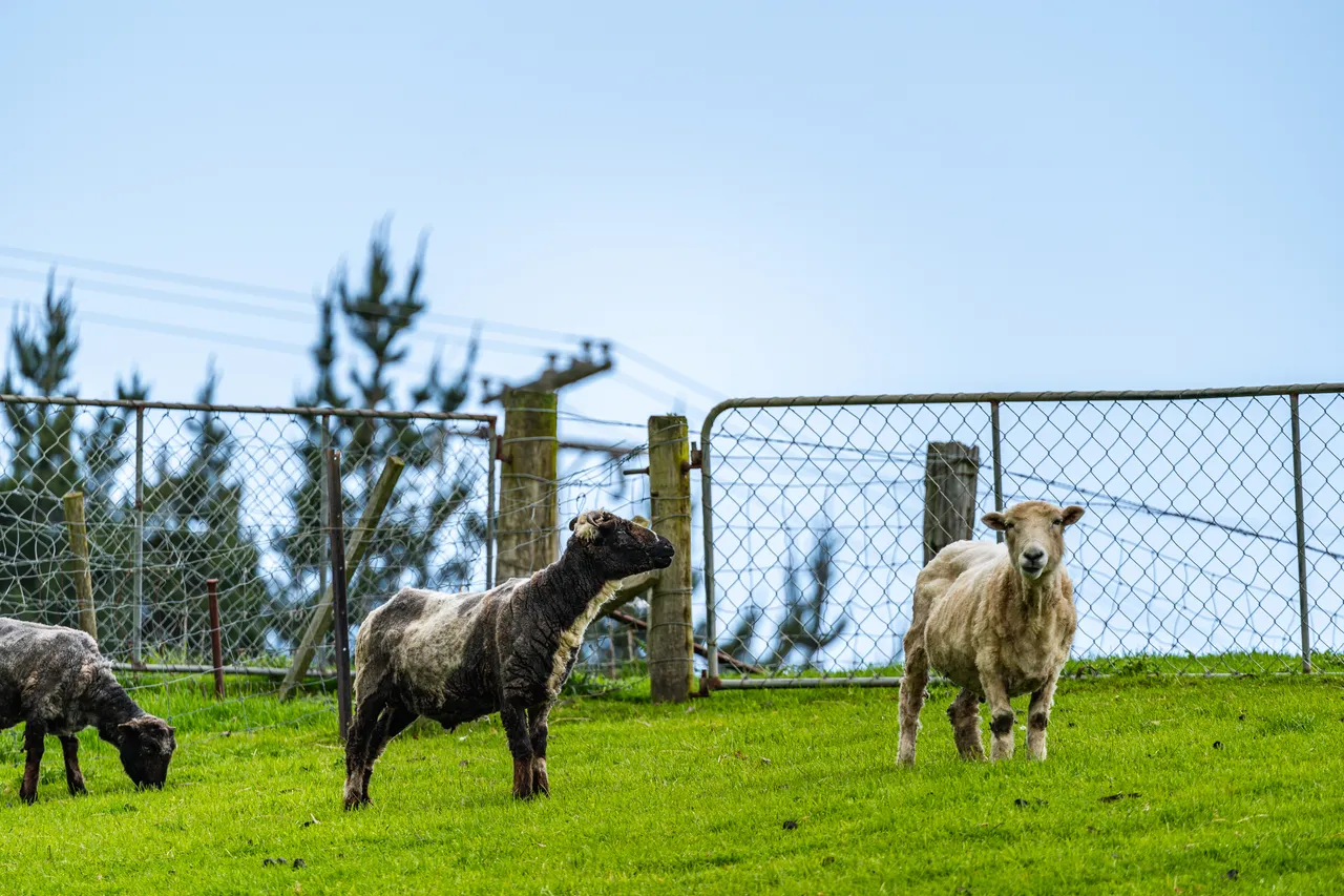 Sheep standing on grass