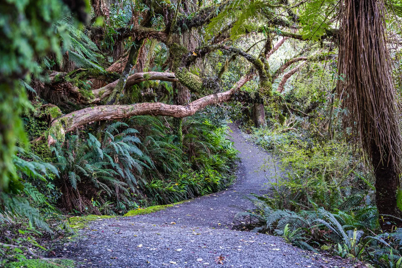 Track in the bush