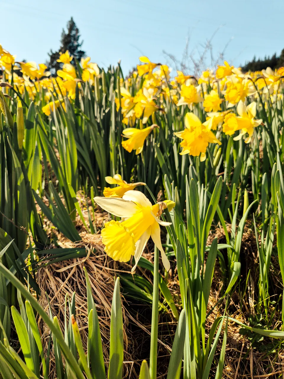 0924-Clutha-Weatherston-Daffodils-31