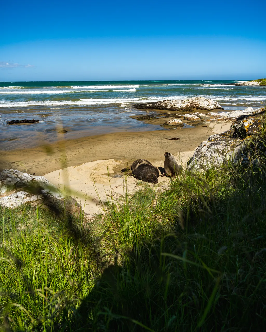 Sea lions on the beach