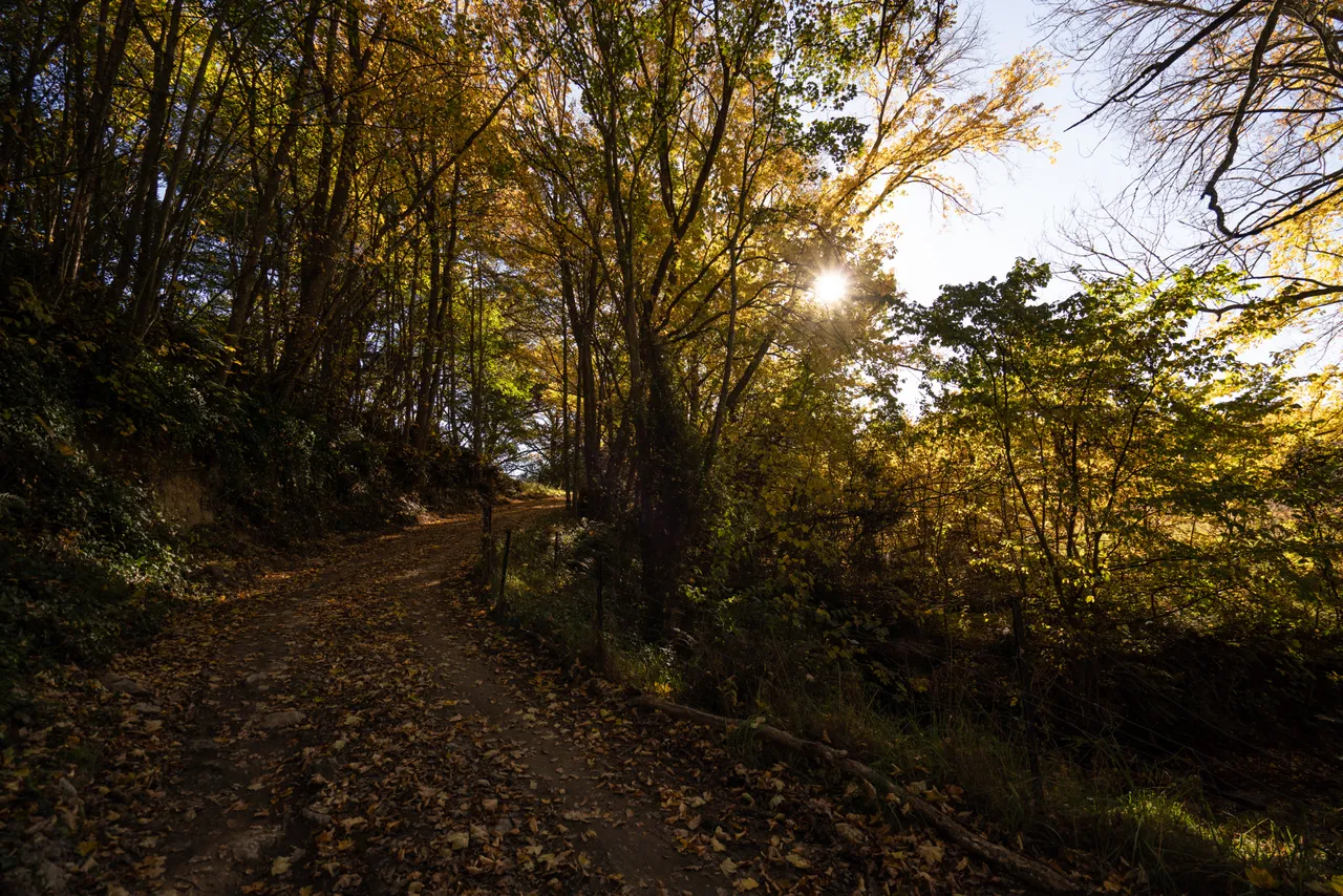 Trail through trees