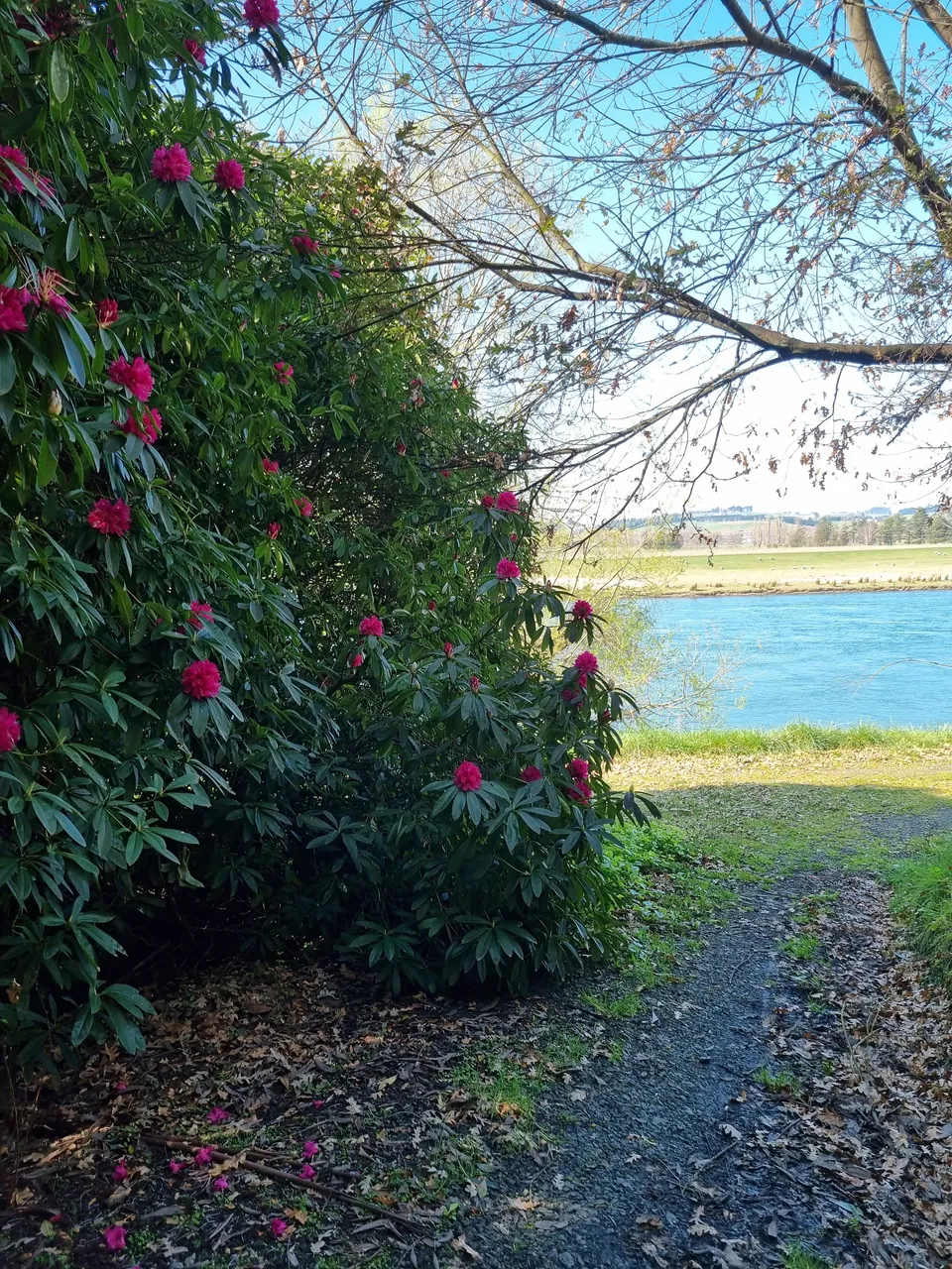 Blair Athol Walkway (9)