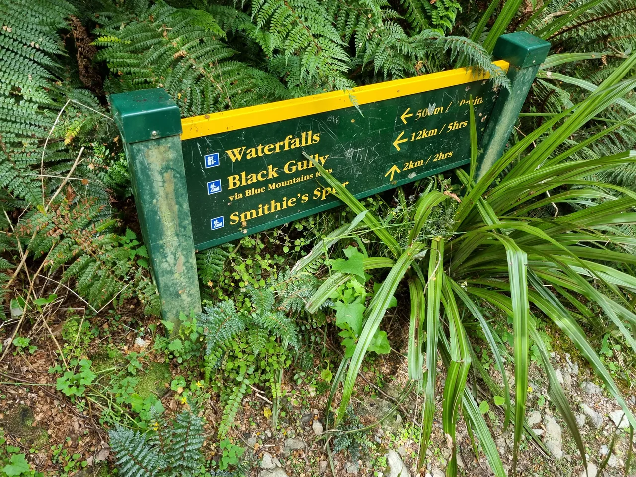 Black Gully, Tapanui #6