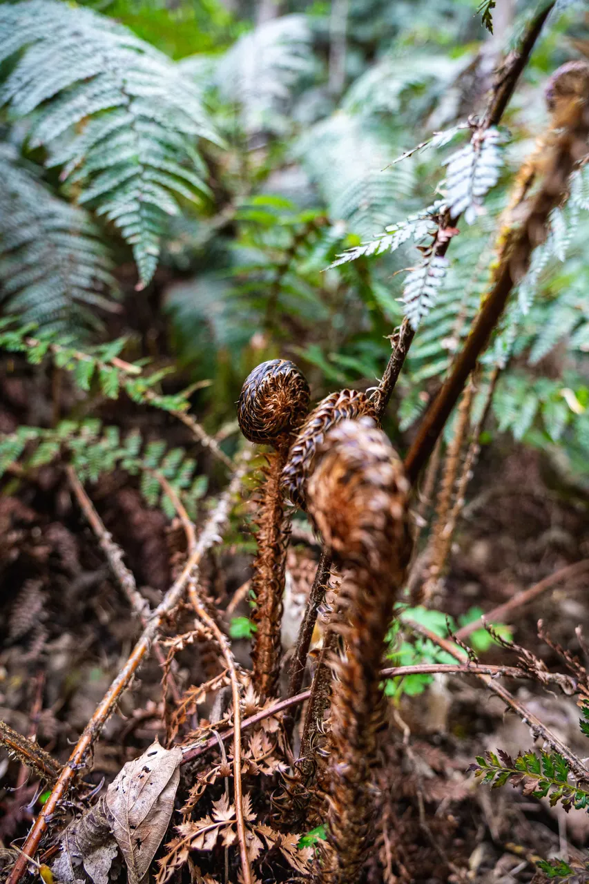 Close up of ferns
