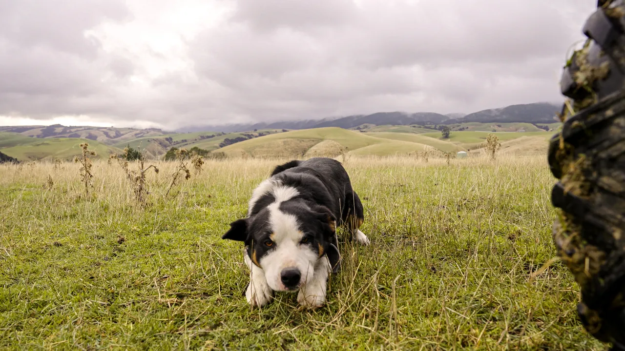 0624-Clutha-Sarahs-Farm-41