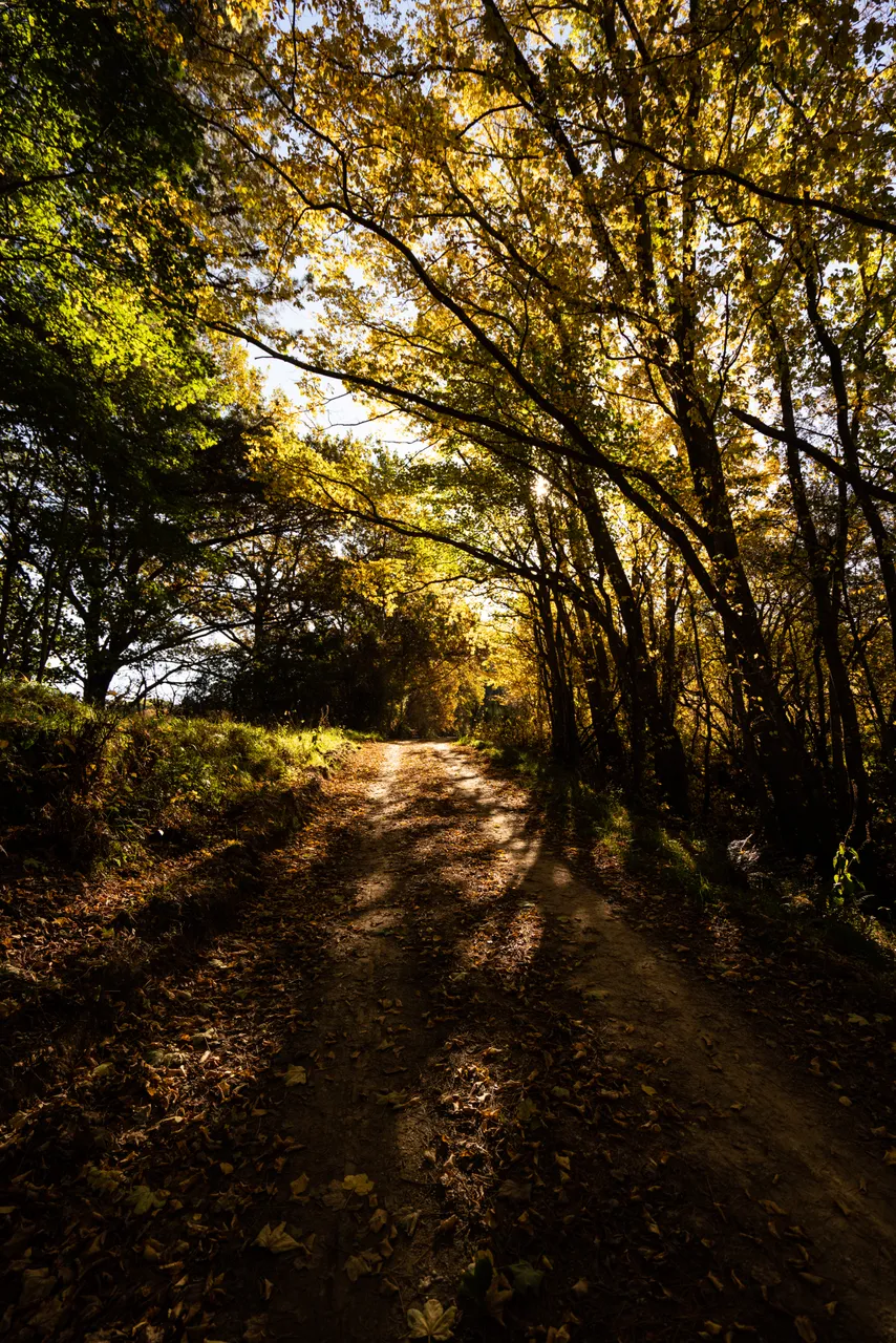 Road and trees