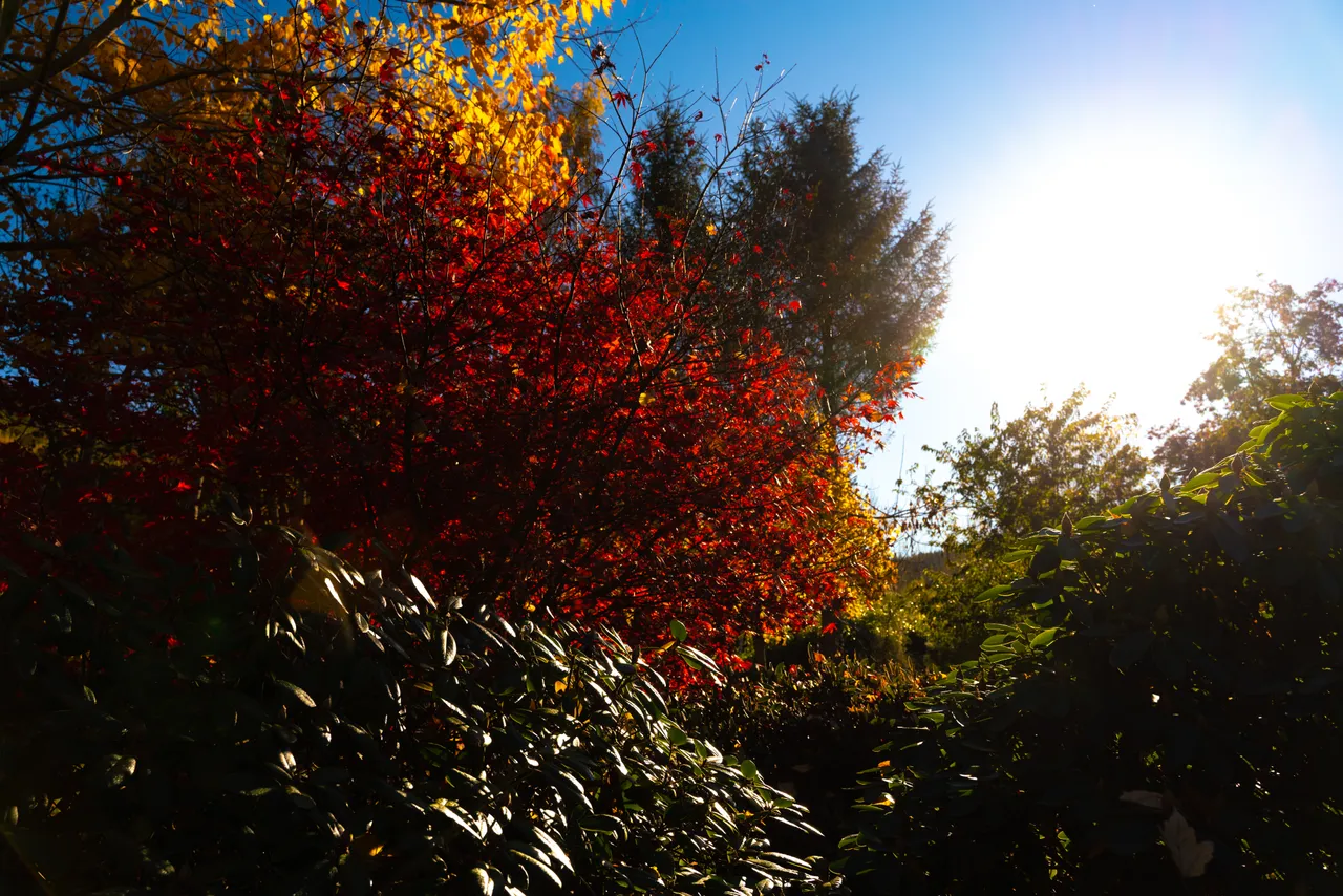 Trees with autumn colours