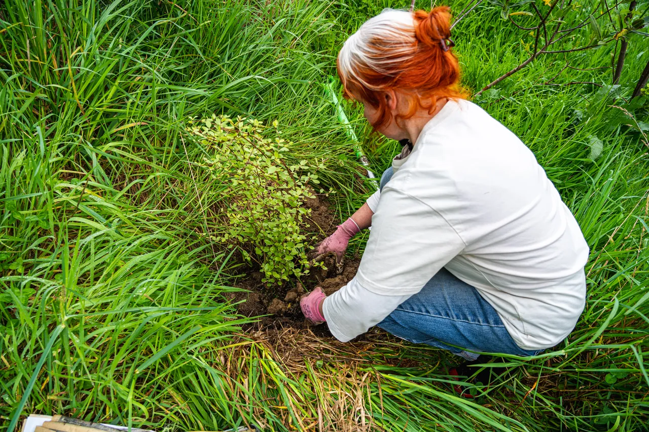 Janine Thompson planting a tree
