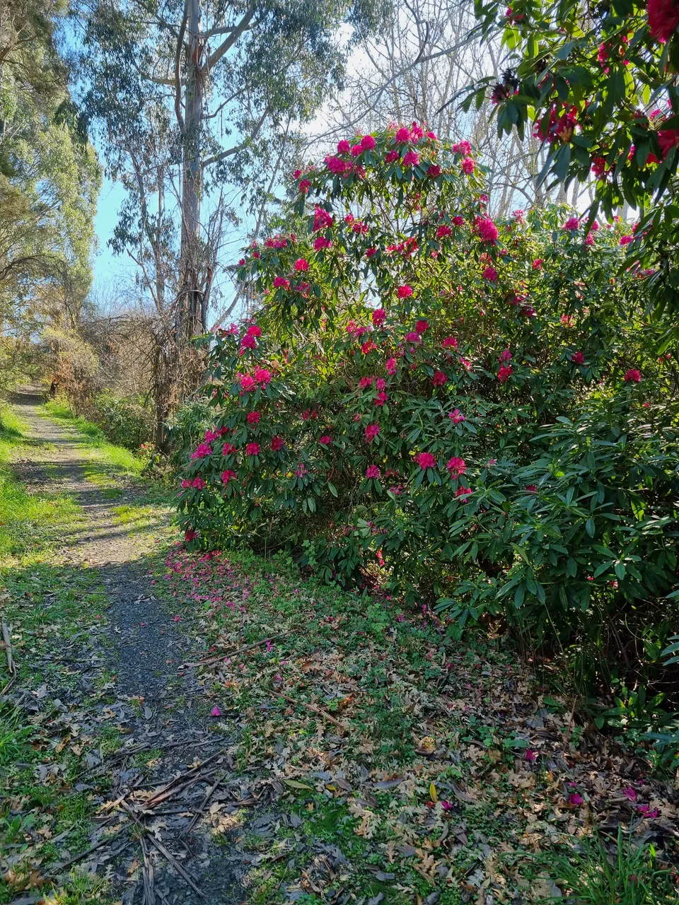 Blair Athol Walkway (12)