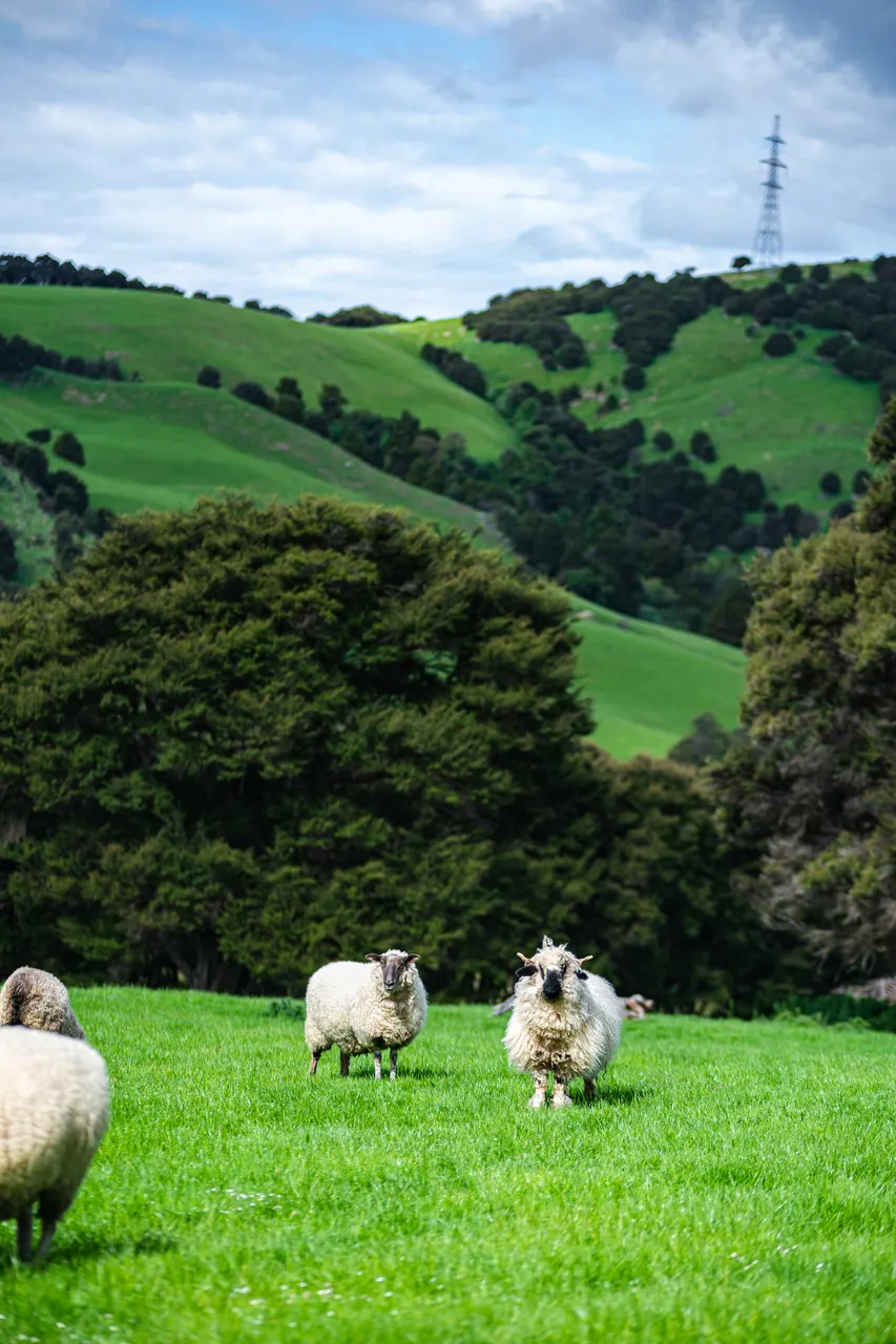 Sheep standing on grass