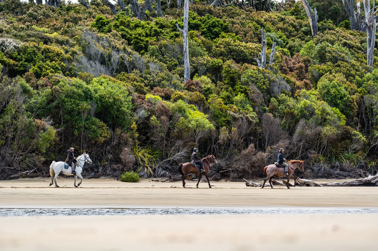 Horses on the beach by the sea