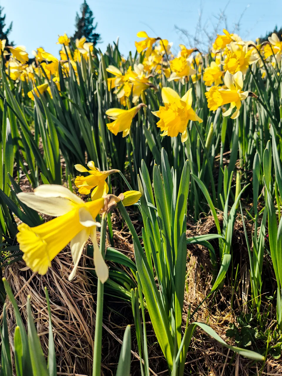 0924-Clutha-Weatherston-Daffodils-35